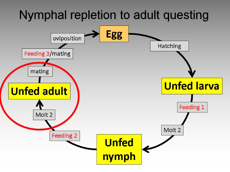 Egg Unfed larva Unfed nymph Unfed adult Feeding 1 Molt 2 mating  oviposition